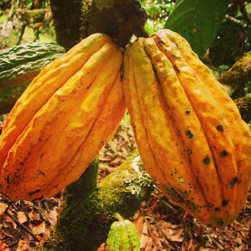 What is Ceremonial Grade Cacao?